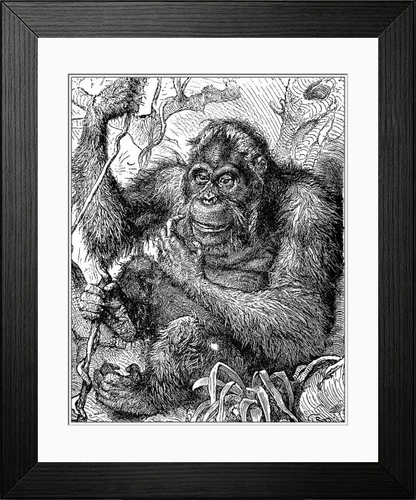 Framed Print : Antique illustration: Orangutan Framed Print : Antique illustration: Orangutan