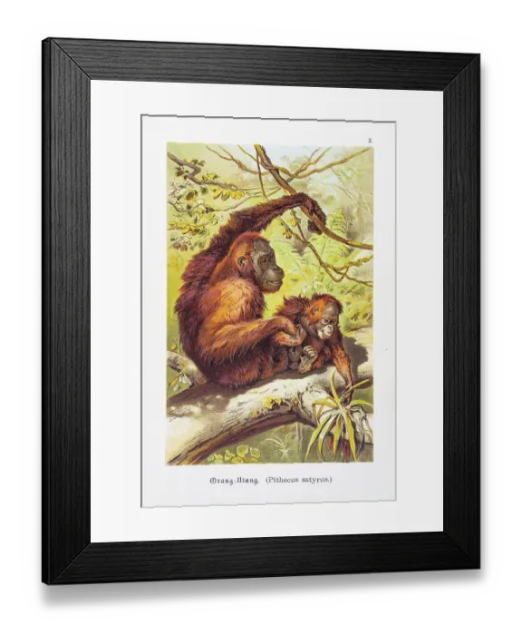Framed Print : Orangutan with baby chromolithographs 1888 Framed Print : Orangutan with baby chromolithographs 1888