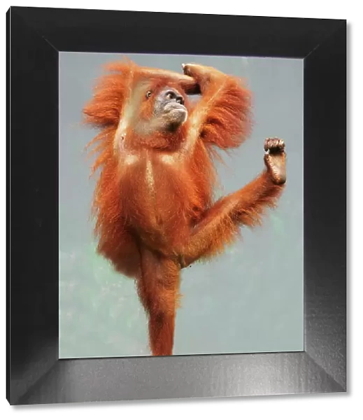 Sumatra Orang Utan showing funny pose