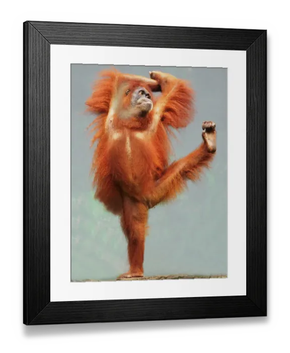 Framed Print : Sumatra Orang Utan showing funny pose Framed Print : Sumatra Orang Utan showing funny pose