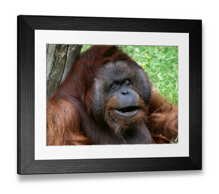Framed Print : Alpha Male Orangutan Framed Print : Alpha Male Orangutan