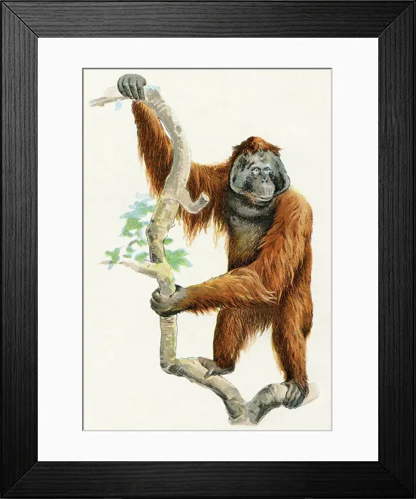 Framed Print : Orangutan illustration 1899 Framed Print : Orangutan illustration 1899