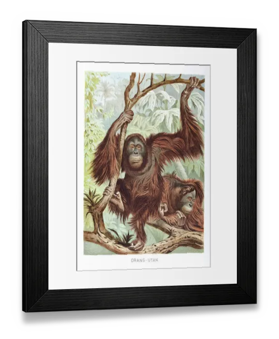 Framed Print : Couple of Orang-Utan in the rainforest of Borneo Framed Print : Couple of Orang-Utan in the rainforest of Borneo
