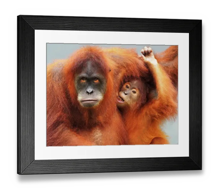 Framed Print : Sumatra Orang Utan looking at camera Framed Print : Sumatra Orang Utan looking at camera