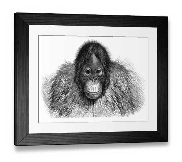 Framed Print : Orang-Utan illustration 1896 Framed Print : Orang-Utan illustration 1896
