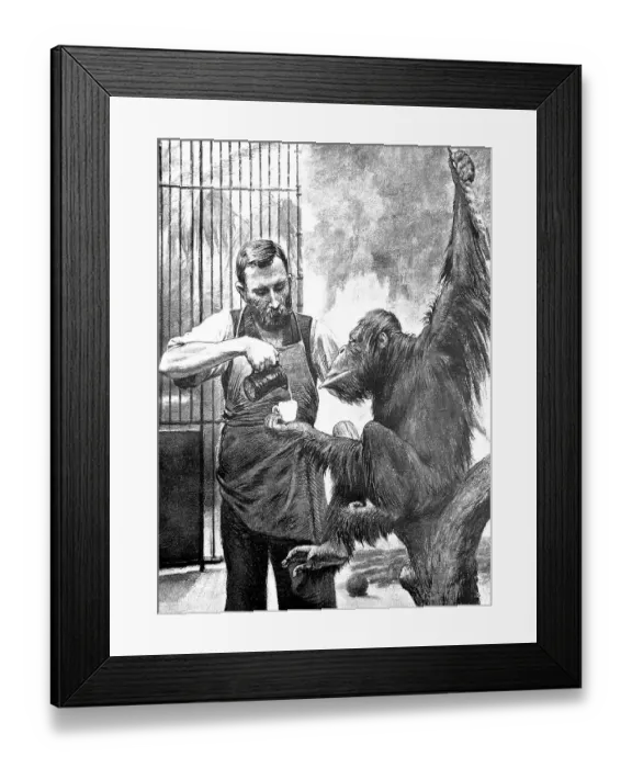 Framed Print : Man feeding an orangutan with milk Framed Print : Man feeding an orangutan with milk