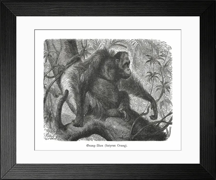 Framed Print : Orangutan (Pongo abelii), wood engraving, published in 1897 Framed Print : Orangutan (Pongo abelii), wood engraving, published in 1897
