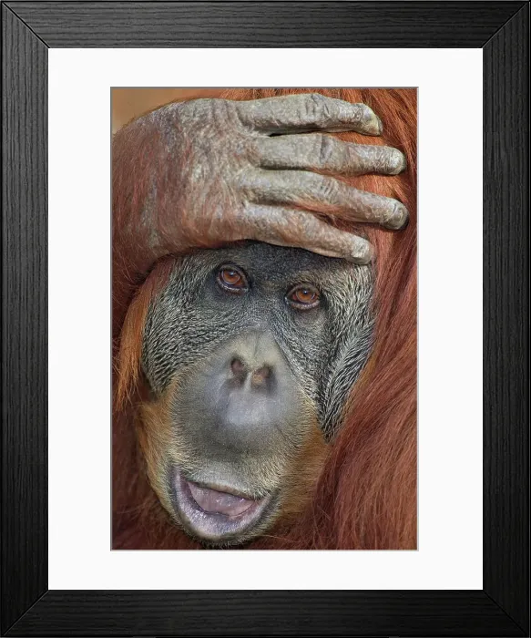 Framed Print : Sumatran orangutan (Pongo pygmaeus abelii), hand on head, close-up Framed Print : Sumatran orangutan (Pongo pygmaeus abelii), hand on head, close-up