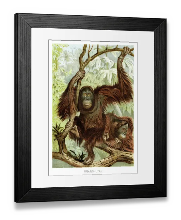 Framed Print : Orangutan lithograph 1894 Framed Print : Orangutan lithograph 1894