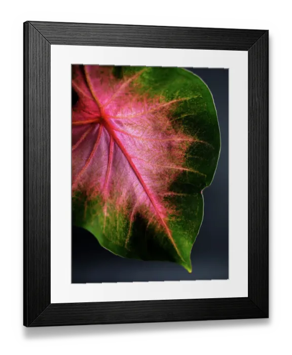 Framed Print : Close Up of Caladium Agricultural Plant Framed Print : Close Up of Caladium Agricultural Plant