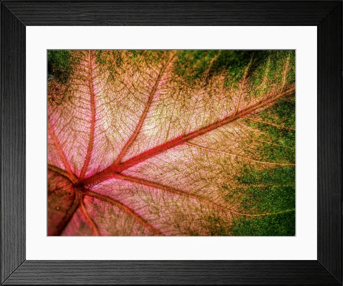 Framed Print : Close Up of Caladium Agricultural Plant Framed Print : Close Up of Caladium Agricultural Plant