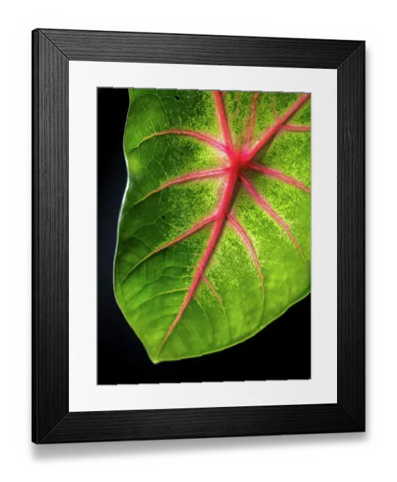 Framed Print : Close Up of Caladium Agricultural Plant Framed Print : Close Up of Caladium Agricultural Plant