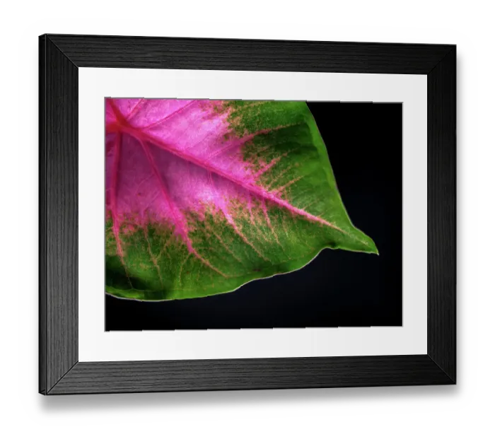 Framed Print : Close Up of Caladium Agricultural Plant Framed Print : Close Up of Caladium Agricultural Plant