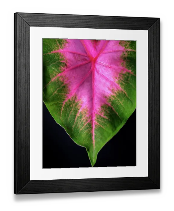 Framed Print : Close Up of Caladium Agricultural Plant Framed Print : Close Up of Caladium Agricultural Plant
