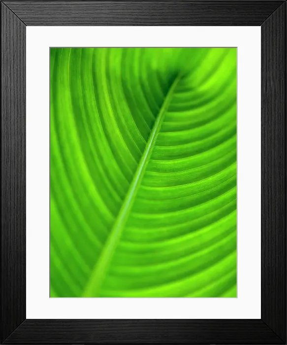Framed Print : Close up of a tropical leaf abstract and green Framed Print : Close up of a tropical leaf abstract and green