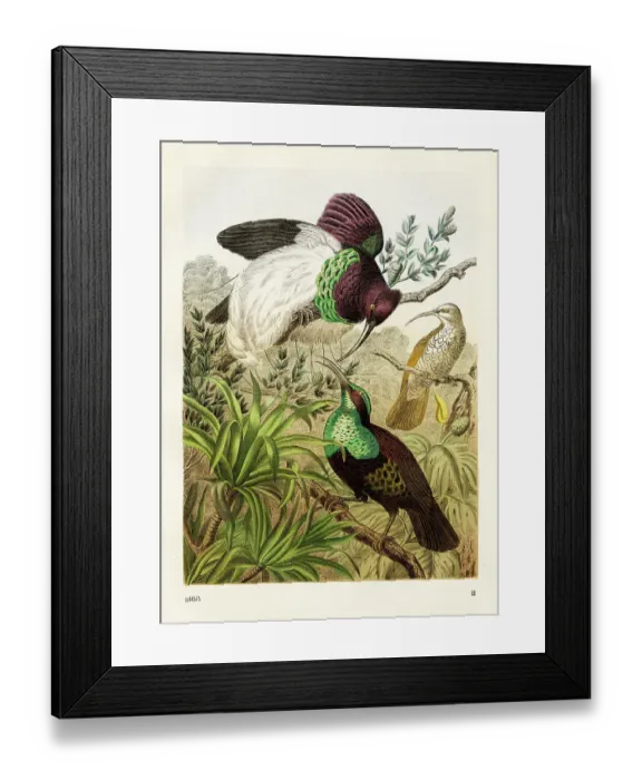 Framed Print : Australian show birds Chromolithograph 1868 Framed Print : Australian show birds Chromolithograph 1868