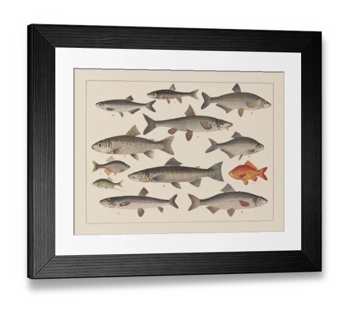 Framed Print : Carp family (Cyprinidae), hand-colored chromolithograph, published in 1882