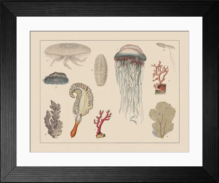 Framed Print : Cnidarians, hand-colored chromolithograph, published in 1882