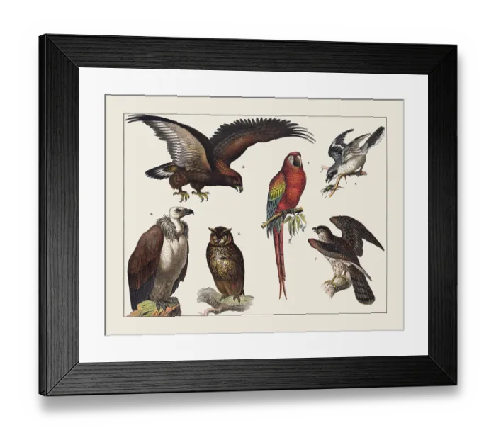 Framed Print : Various birds (Birds of pray, Parrot, Shrike), chromolithograph, published in 1891 Framed Print : Various birds (Birds of pray, Parrot, Shrike), chromolithograph, published in 1891