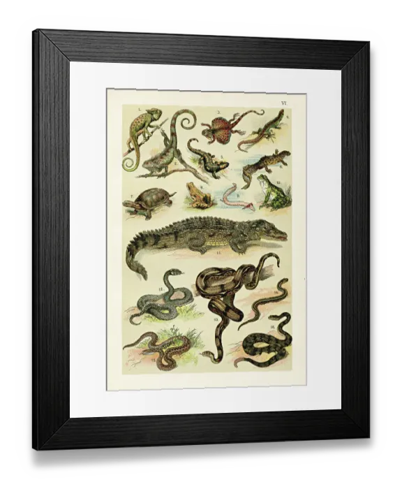 Framed Print : Reptiles:Flying dragon, Frog, Nile crocodile, Grass snake, Rattlesnake, Turtle illustration 1899