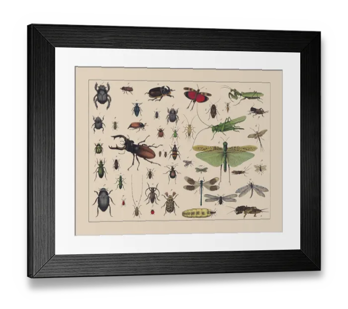 Framed Print : Beetles, locusts, and net-winged insects, hand-colored chromolithograph, published in 1882 Framed Print : Beetles, locusts, and net-winged insects, hand-colored chromolithograph, published in 1882