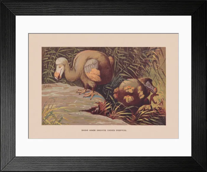 Framed Print : Dodo (Raphus cucullatus), Mauritius, ca. 1690 extinct, chromolithograph, published 1900 Framed Print : Dodo (Raphus cucullatus), Mauritius, ca. 1690 extinct, chromolithograph, published 1900