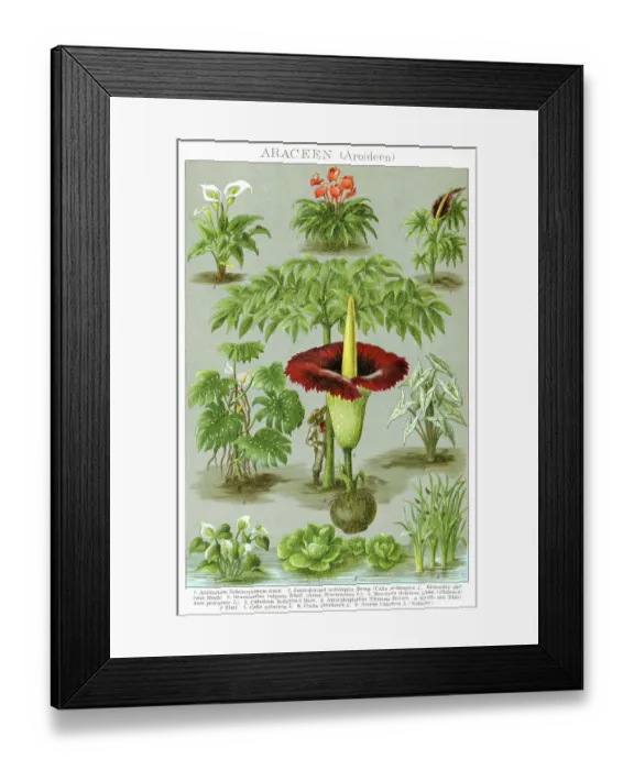 Framed Print : Species of Anthurium calla lilly titan arum and other plants Framed Print : Species of Anthurium calla lilly titan arum and other plants