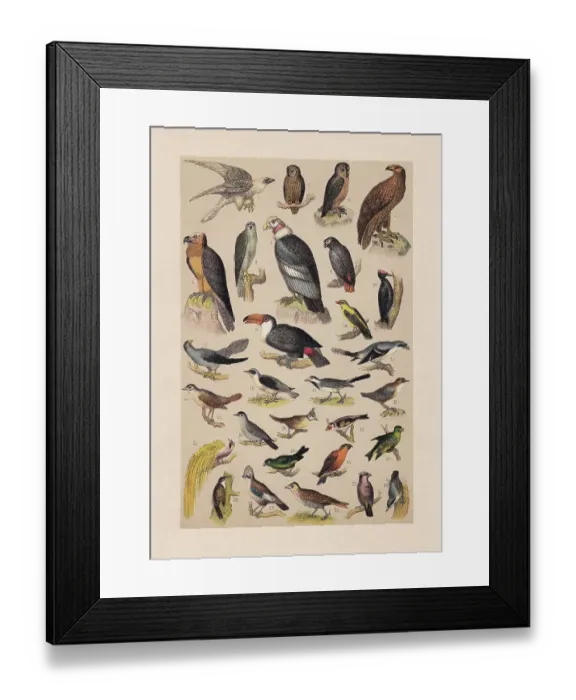 Framed Print : Birds, chromolithograph, published in 1889 Framed Print : Birds, chromolithograph, published in 1889