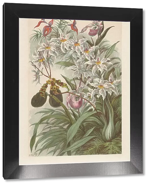 Orchids, chromolithograph, published in 1894