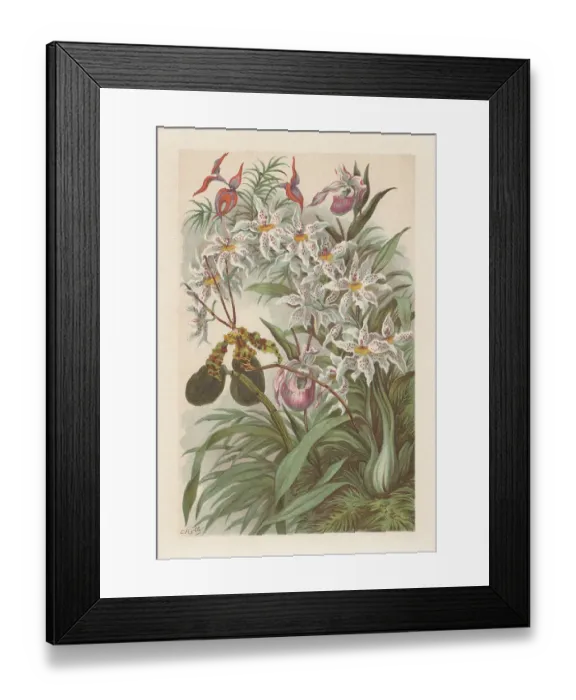 Framed Print : Orchids, chromolithograph, published in 1894 Framed Print : Orchids, chromolithograph, published in 1894