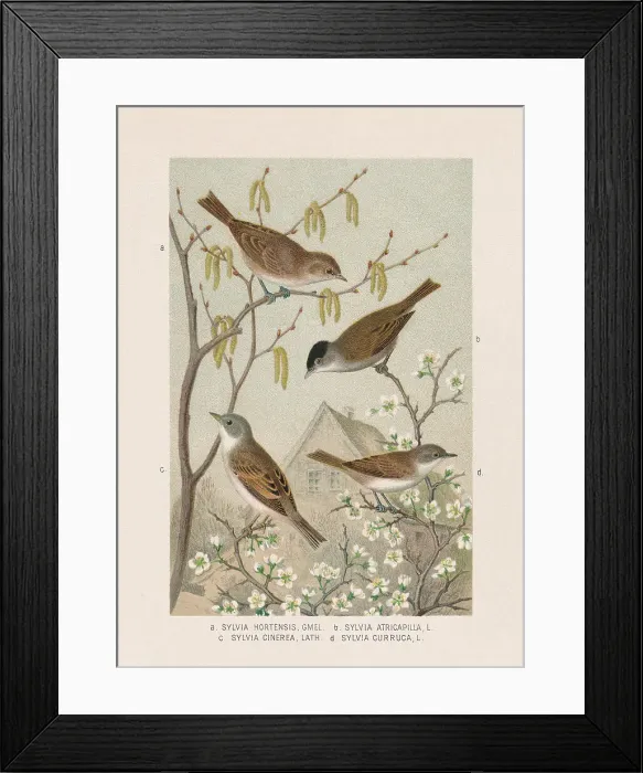 Framed Print : Passeriformes: Sylviidae, chromolithograph, published in 1887 Framed Print : Passeriformes: Sylviidae, chromolithograph, published in 1887
