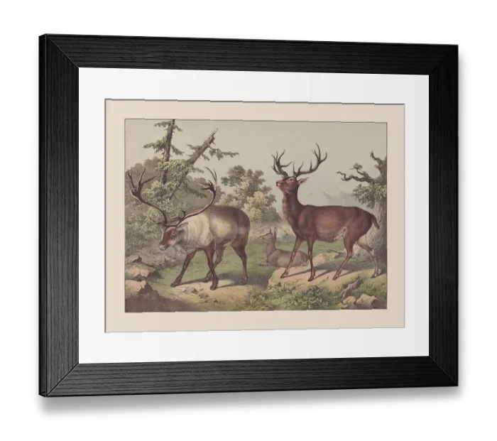 Framed Print : Ruminants, hand-colored chromolithograph, published in 1869 Framed Print : Ruminants, hand-colored chromolithograph, published in 1869