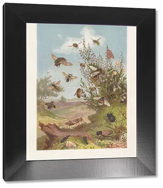 Insect life at the heather, chromolithograph, published in 1884