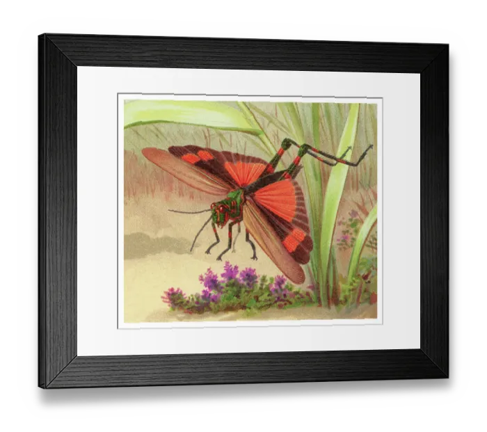 Framed Print : Old chromolithograph of Entomology - Eastern Lubber Grasshopper (Romalea microptera) Framed Print : Old chromolithograph of Entomology - Eastern Lubber Grasshopper (Romalea microptera)