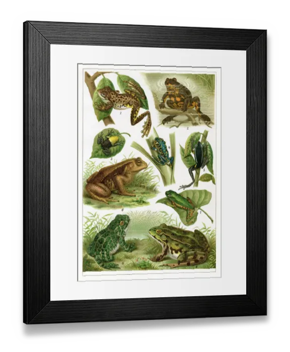 Framed Print : Amphibian frog and toad drawing 1896 Framed Print : Amphibian frog and toad drawing 1896