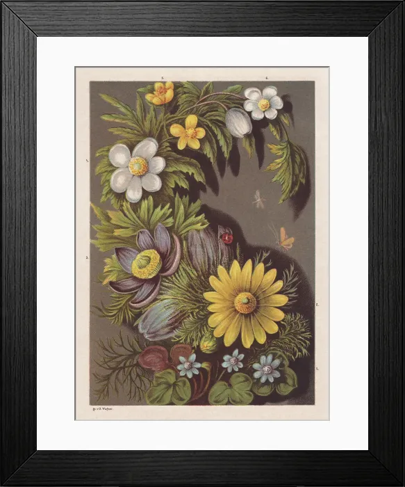 Framed Print : Spring flowers, chromolithograph, published in 1878 Framed Print : Spring flowers, chromolithograph, published in 1878