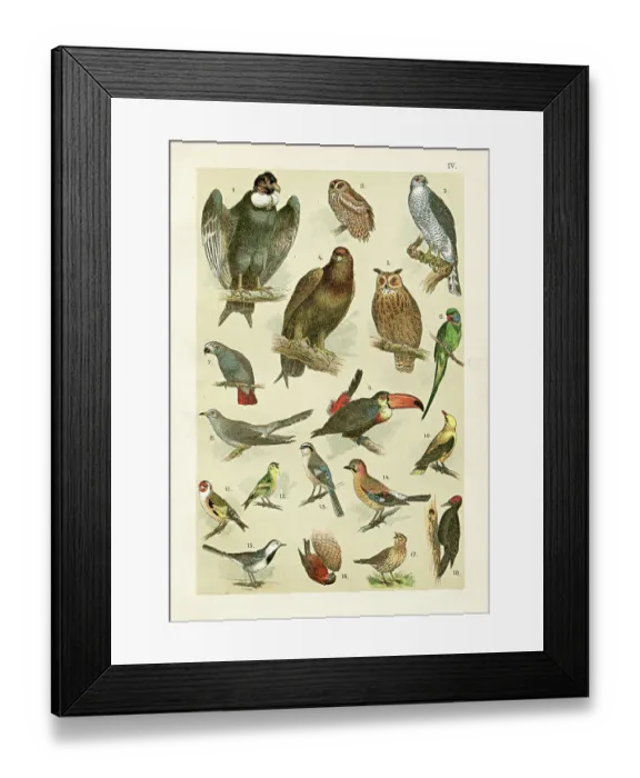 Framed Print : Birds - Eagle, toucan parakeet illustration 1899 Framed Print : Birds - Eagle, toucan parakeet illustration 1899