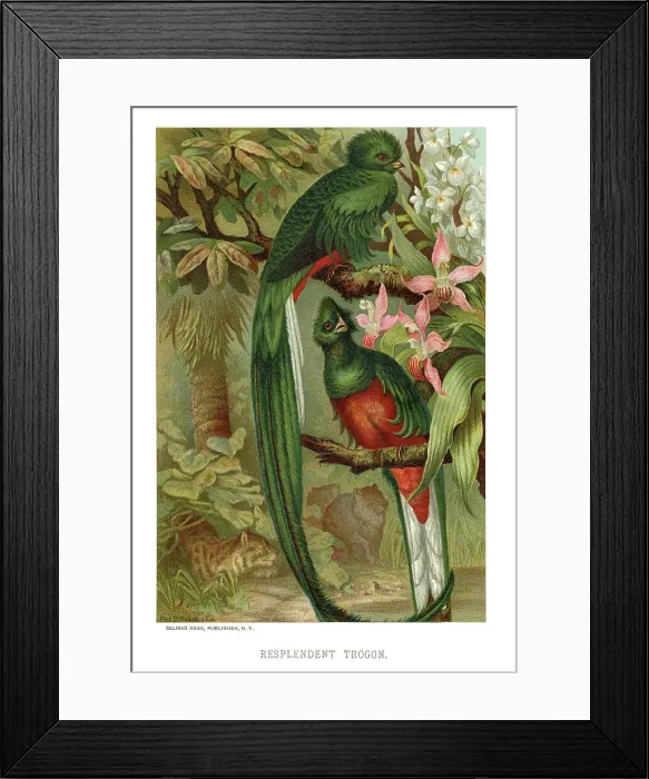 Framed Print : chromolithograph of resplendent quetzal, Pharomachrus mocinno, in forest habitat Framed Print : chromolithograph of resplendent quetzal, Pharomachrus mocinno, in forest habitat