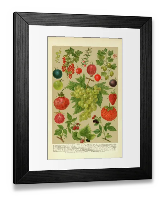 Framed Print : Species of berries Cranberry Strawberry Gooseberry Grape illustration 1898 Framed Print : Species of berries Cranberry Strawberry Gooseberry Grape illustration 1898