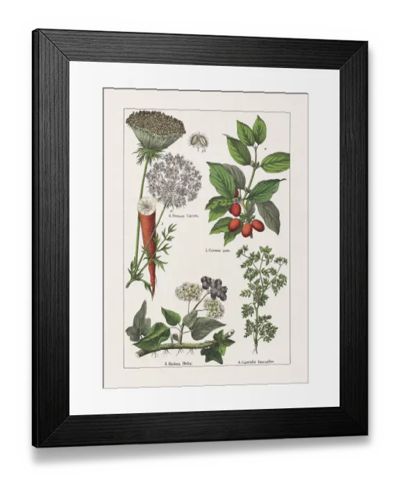 Framed Print : Magnoliids, Asterids, chromolithograph, published in 1895 Framed Print : Magnoliids, Asterids, chromolithograph, published in 1895