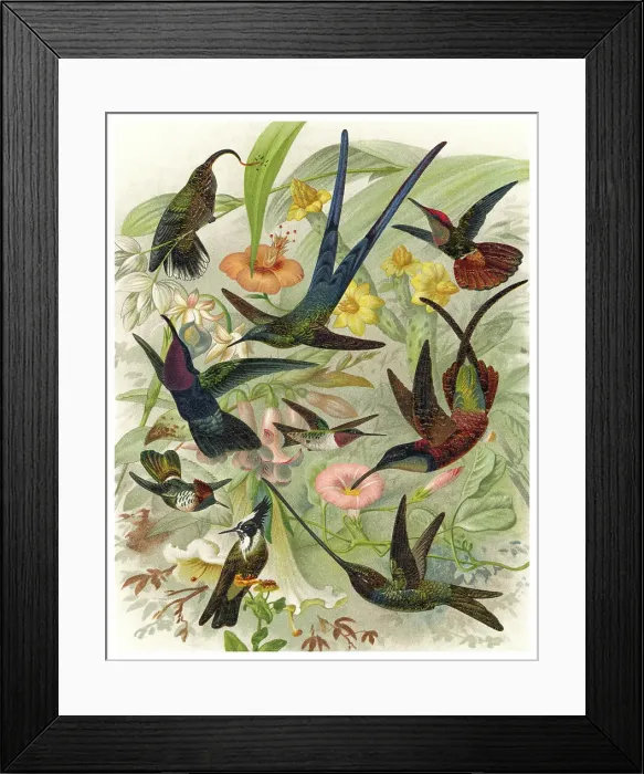 Framed Print : Old chromolithograph illustration of hummingbirds Framed Print : Old chromolithograph illustration of hummingbirds