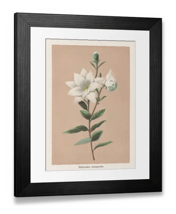 Framed Print : Platycodon grandiflorus Astra White, Chromolithograph, published in 1873 Framed Print : Platycodon grandiflorus Astra White, Chromolithograph, published in 1873