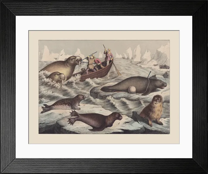 Framed Print : Seals (Pinnipedia) and sea-cows (Sirenia), hand-colored chromolithograph, published in 1869 Framed Print : Seals (Pinnipedia) and sea-cows (Sirenia), hand-colored chromolithograph, published in 1869