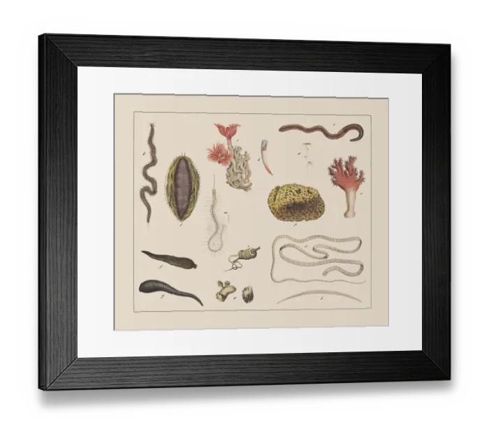 Framed Print : Worms, hand-colored chromolithograph, published in 1882 Framed Print : Worms, hand-colored chromolithograph, published in 1882