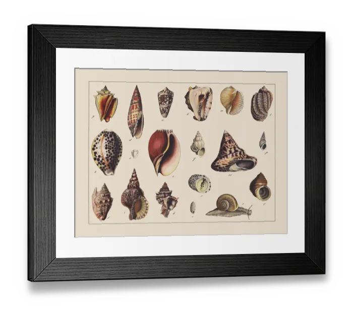 Framed Print : Snails (Gastropoda), hand-colored chromolithograph, published in 1882 Framed Print : Snails (Gastropoda), hand-colored chromolithograph, published in 1882