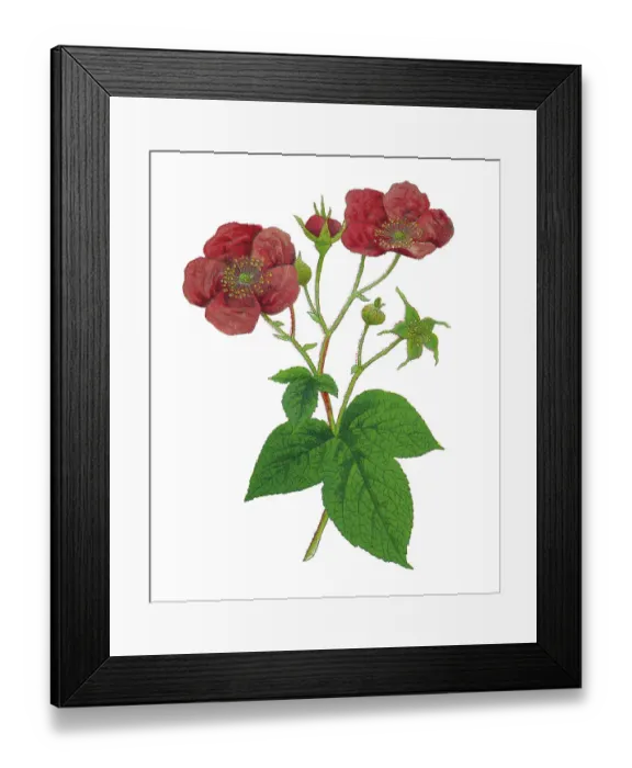 Framed Print : Old chromolithograph illustration of Botany, the purple-flowered raspberry, flowering raspberry, or Virginia raspberry (Rubus odoratus)