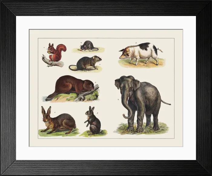 Framed Print : Various mammals, chromolithograph, published in 1891 Framed Print : Various mammals, chromolithograph, published in 1891