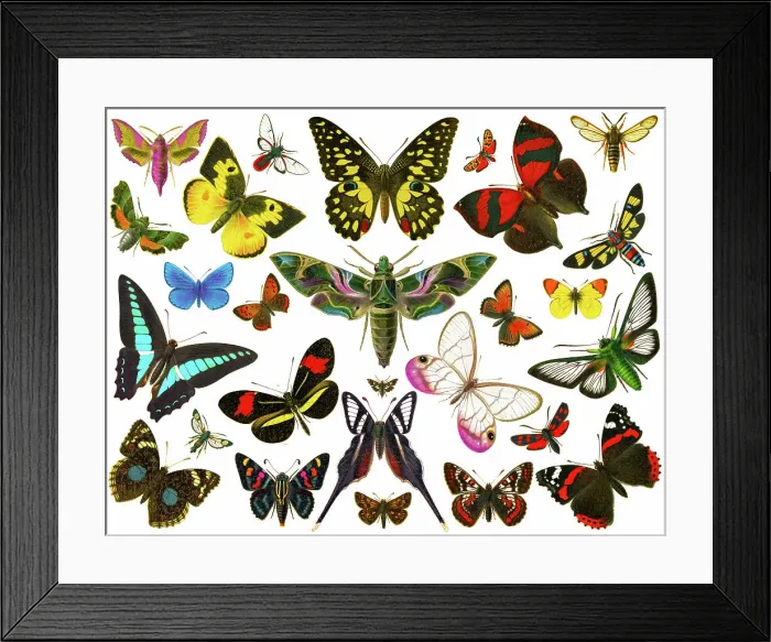 Framed Print : Old chromolithograph illustration of moths and Butterflies Framed Print : Old chromolithograph illustration of moths and Butterflies