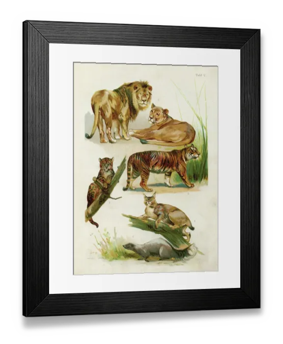 Framed Print : Lion, Lioness, Tiger, Leopard, Bobcat, Skunk chromolithograph illustration 1891 Framed Print : Lion, Lioness, Tiger, Leopard, Bobcat, Skunk chromolithograph illustration 1891