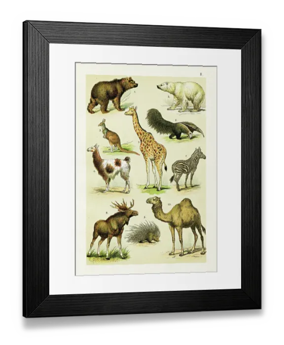 Framed Print : Brown bear, Polar bear, Llama, Giraffe, Deer, Zebra, Dromedary illustration 1899 Framed Print : Brown bear, Polar bear, Llama, Giraffe, Deer, Zebra, Dromedary illustration 1899